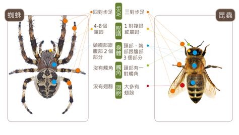 家裏有蜘蛛|蛛事吉祥——家中常見蜘蛛篇